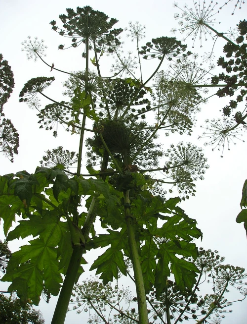 Førstehjælpskurser i København og Sjælland. First aid courses in Copenhagen and Zealand. Førstehjælp ved småskader. First aid in case of minor injuries